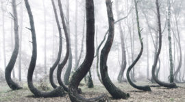 Тайны кривого леса