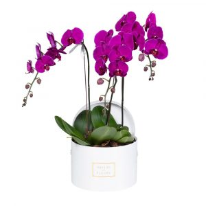 Орхидеи Maison des Fleurs