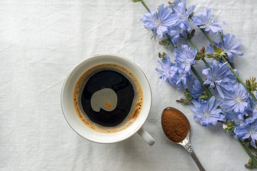 Цикорий: замена кофе или ловушка